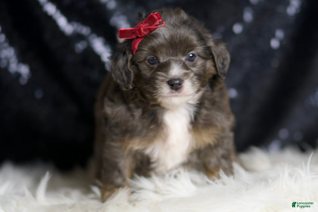 Mini Goldendoodle dogs for sale: Colleen - Image 4
