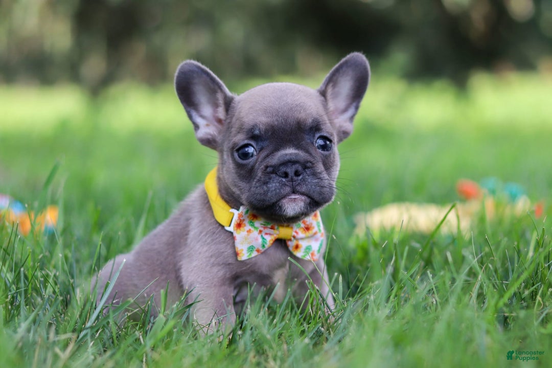 French Bulldog dogs for sale: French Bulldog 3 puppies - Image 3