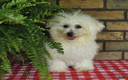 Havapoo dogs for sale: Thomas - Image 15