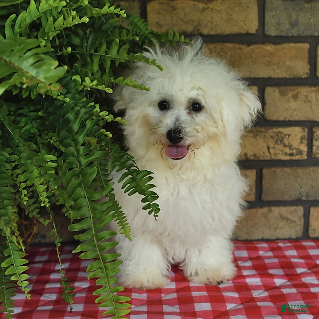 Havapoo dogs for sale: Thomas - Image 15