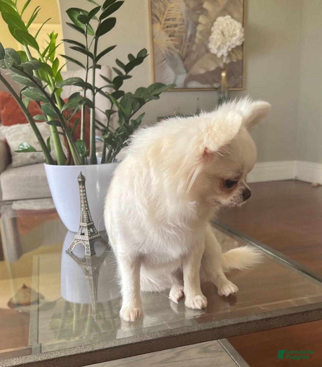 Chihuahua dogs for sale: Duke - Image 5