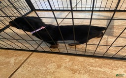 Rottweiler dogs for sale: F1 - Image 3