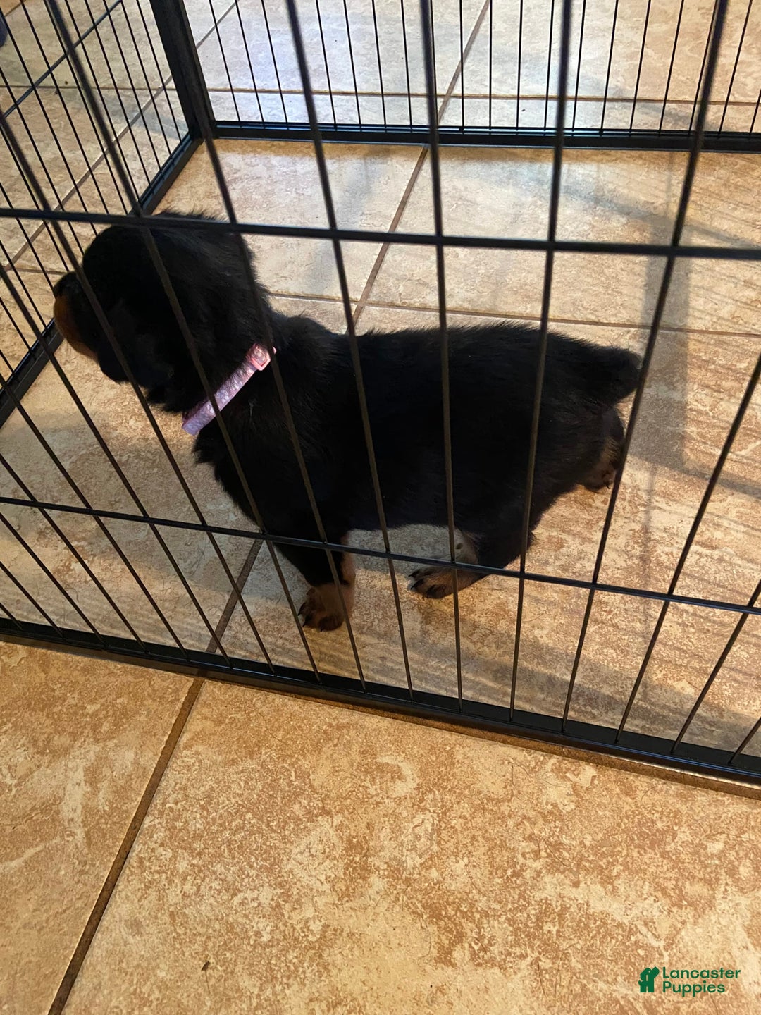 Rottweiler dogs for sale: F1 - Image 3