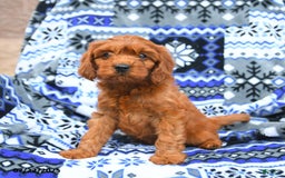 Cavapoo dogs for sale: Basil - Image 5