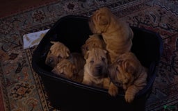Shar Pei dogs for sale: Rolo - Image 7