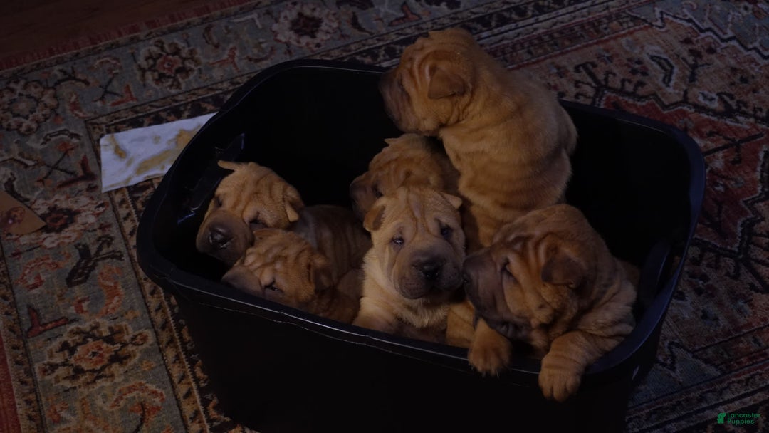 Shar Pei dogs for sale: Rolo - Image 7