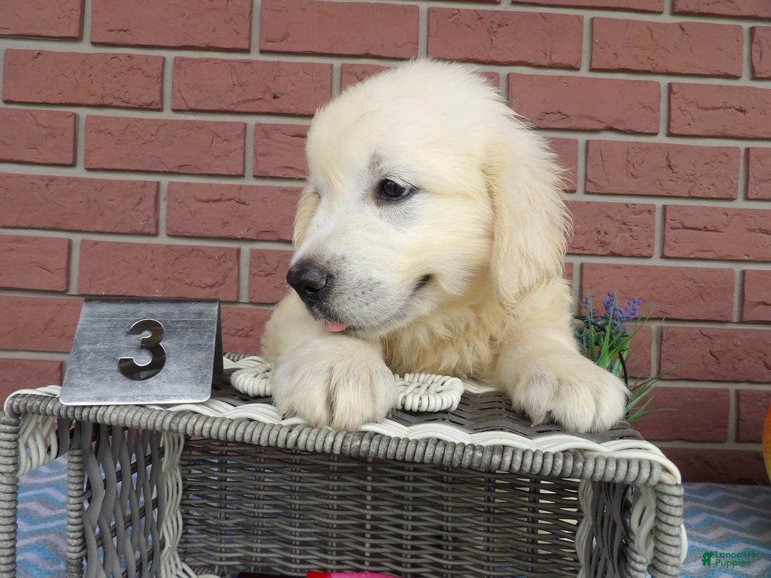 Golden Retriever dogs for sale: Les - Image 3