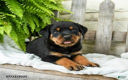 Rottweiler dogs for sale: Rottweiler 9 puppies - Image 17