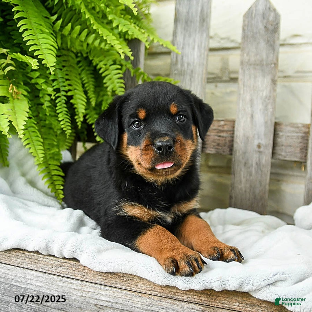 Rottweiler dogs for sale: Rottweiler 9 puppies - Image 17