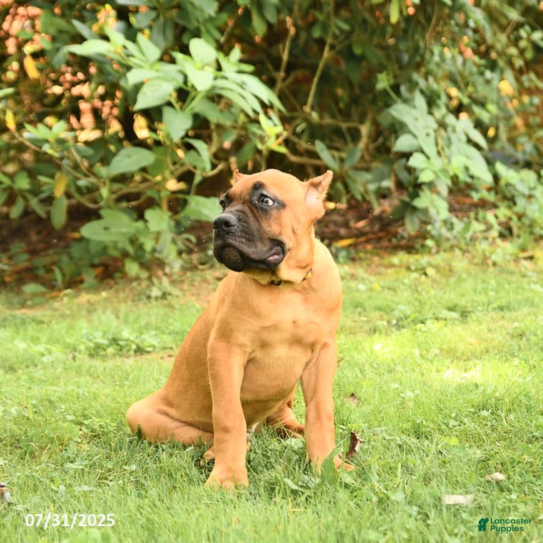Cane Corso dogs for sale: Toby - Image 7
