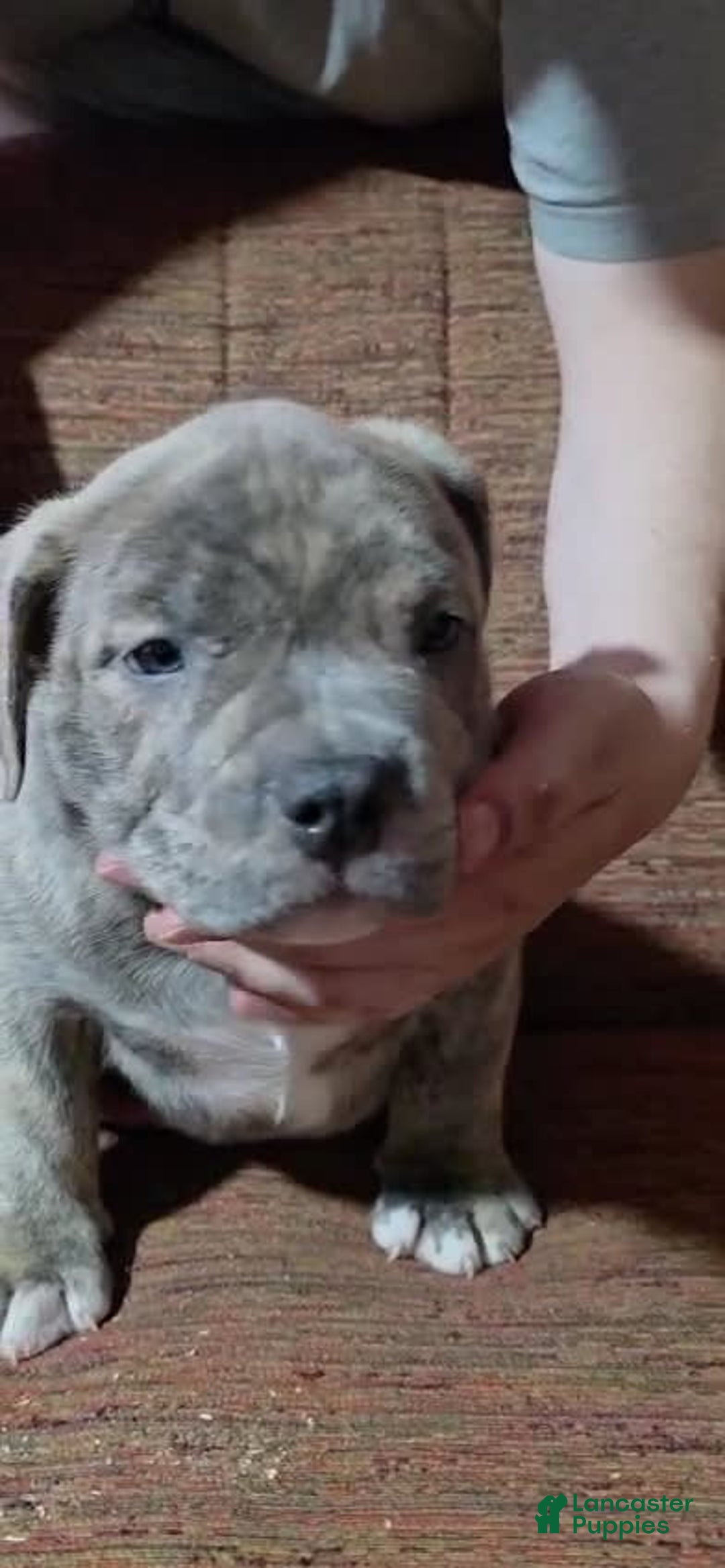 American Bully dogs for sale: National Champion Jack - Image 47