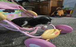 Boston Terrier dogs for sale: Mason - Image 10