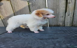 Toy Poodle dogs for sale: Poppy - Image 1