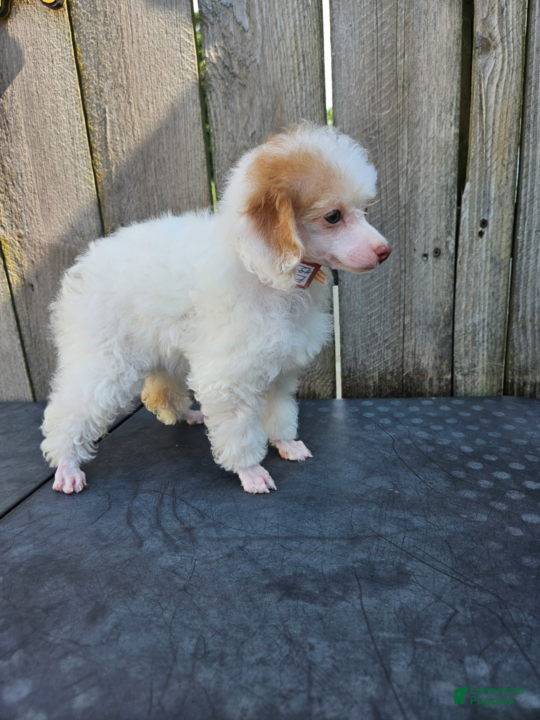 Toy Poodle dogs for sale: Poppy - Image 1