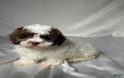 Havapoo dogs for sale: Luna - Image 1