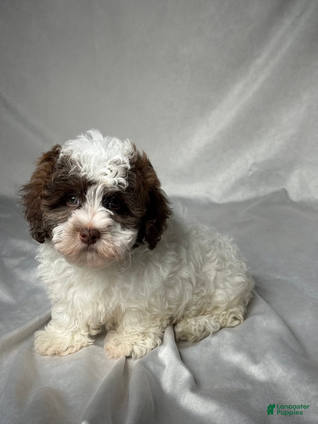 Havapoo dogs for sale: Luna - Image 1