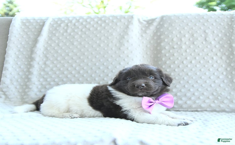 Newfoundland dogs for sale - Ad 2