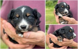 Australian Shepherd dogs for sale: Blaze - Image 1