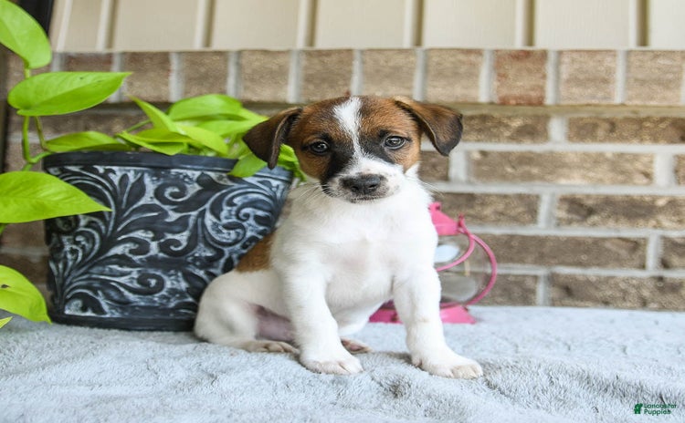 Jack Russell Terrier dogs for sale - Ad 5