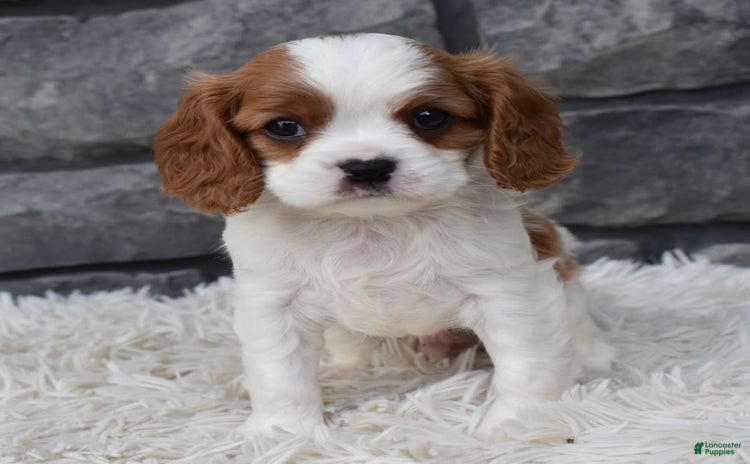 Cavalier King Charles Spaniel dogs for sale - Ad 3