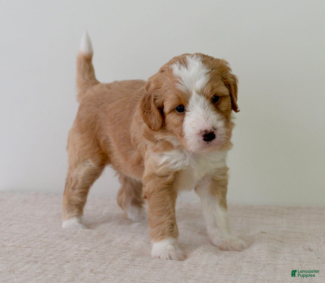 Bernedoodle dogs for sale: Marshmallow-medium - Image 4
