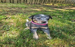 Australian Cattle Dog dogs for sale: Daisy - Image 2