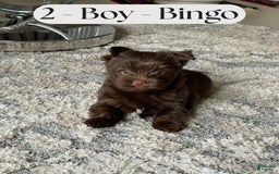 Yorkshire Terrier dogs for sale: Bingo - Image 1