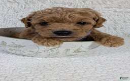 Mini Goldendoodle dogs for sale: Pixie Purple Collar Toy Size - Image 4