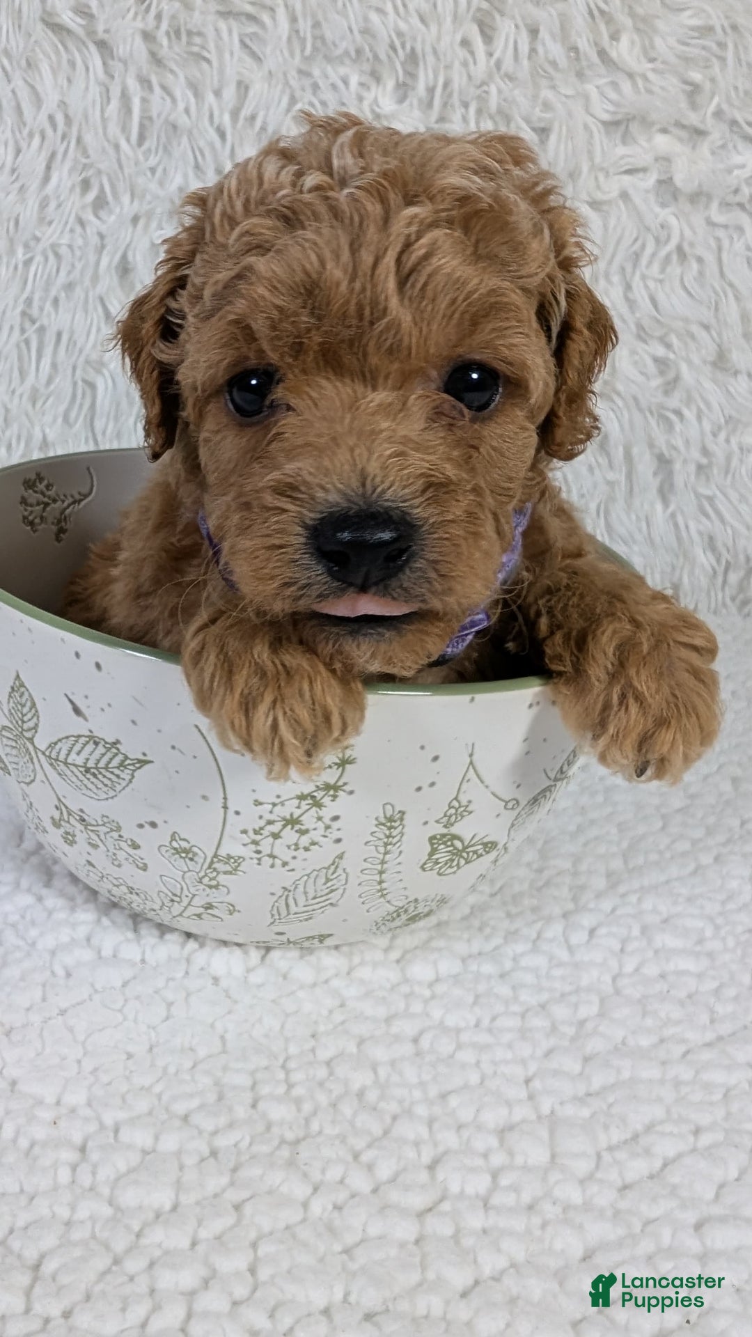 Mini Goldendoodle dogs for sale: Pixie Purple Collar Toy Size - Image 4