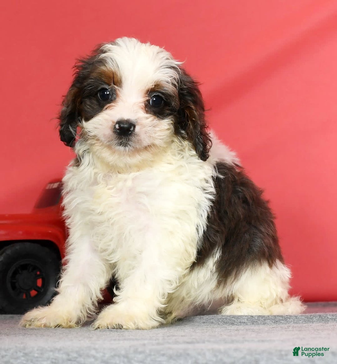 Cavapoo dogs for sale: Lincoln - Image 1