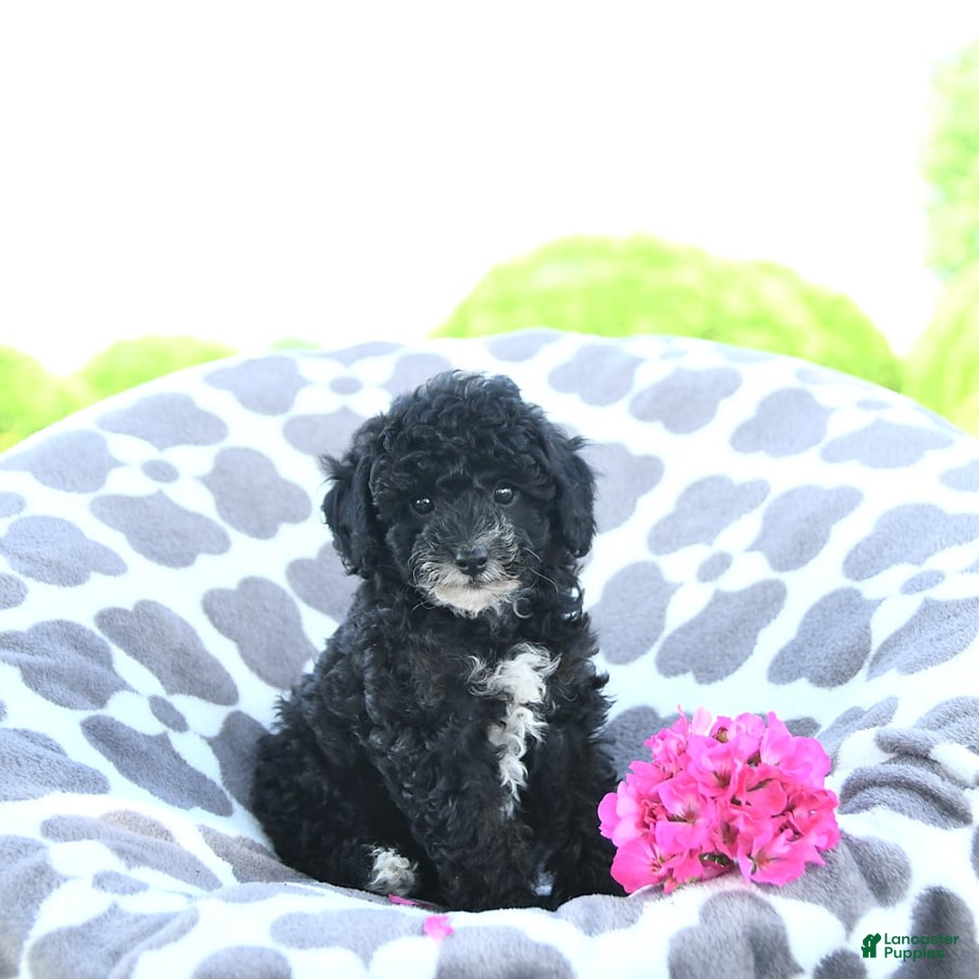 Toy Poodle dogs for sale: Kobey - Image 2