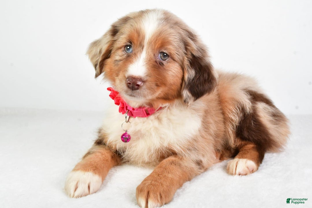 Miniature Australian Shepherd dogs for sale: Twilight - Image 7