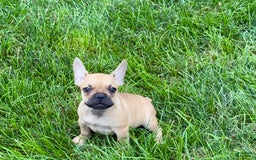 French Bulldog dogs for sale: Harris - Image 4