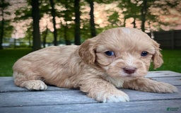 Cavapoo dogs for sale: Leo - Image 12