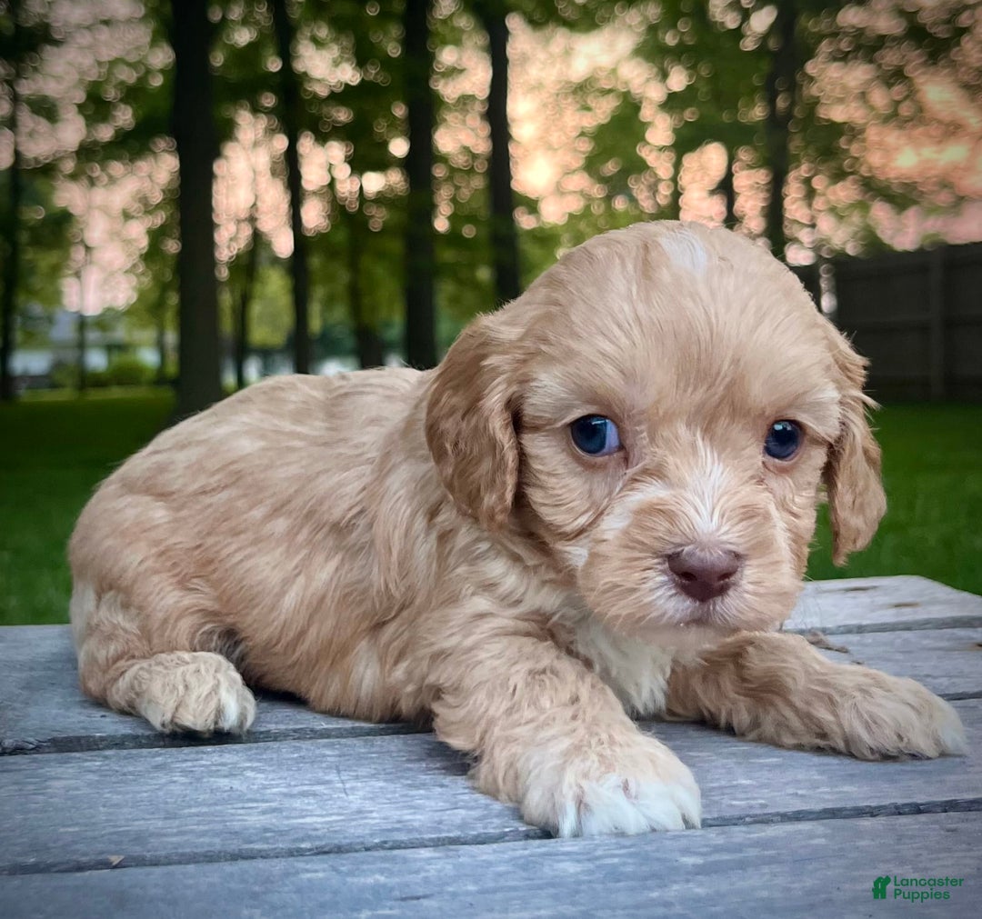 Cavapoo dogs for sale: Leo - Image 12