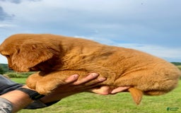 Golden Retriever dogs for sale: Clifford - Image 6