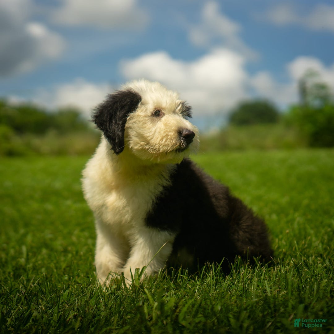 Old English Sheepdog dogs for sale: Floofy - Image 10