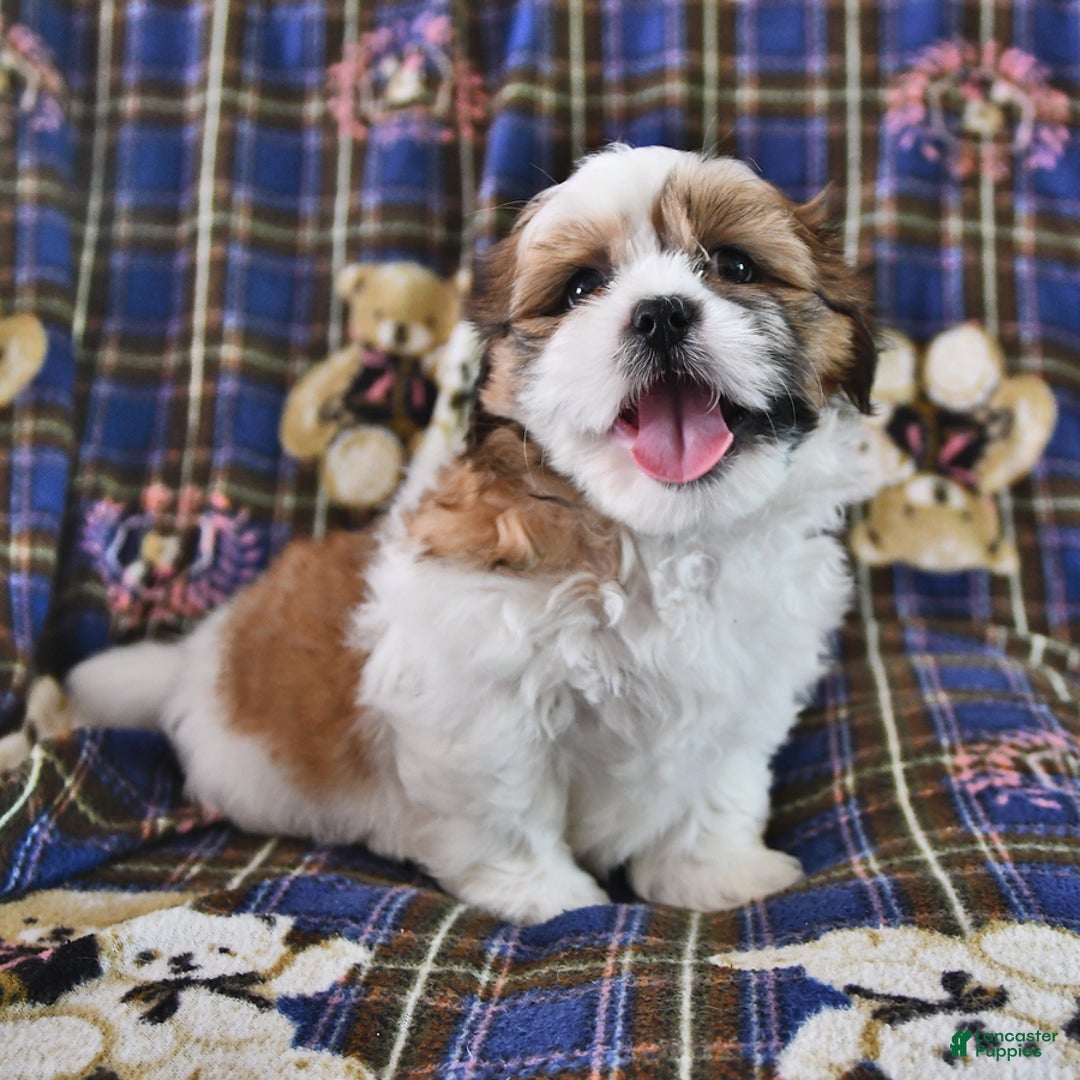 Shih Tzu dogs for sale: Bert - Image 10