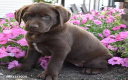 Labrador Retriever dogs for sale: Cindy - Image 5