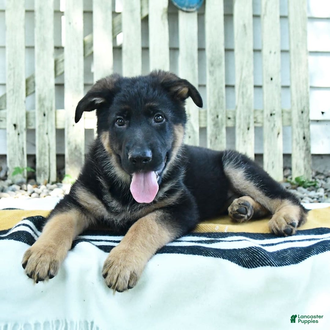 German Shepherd dogs for sale: Meg - Image 7