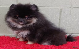 Pomeranian dogs for sale: Danny - Image 7