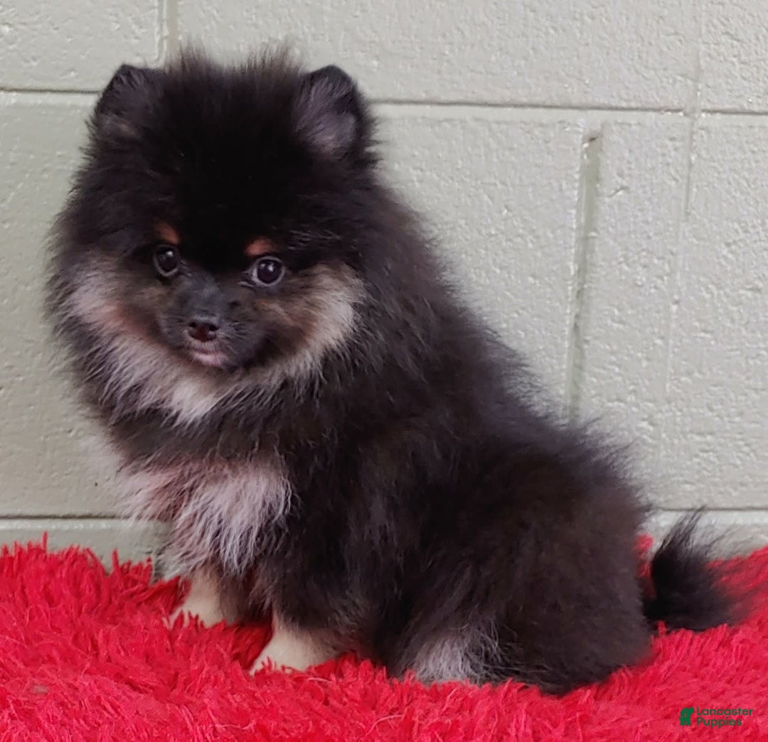 Pomeranian dogs for sale: Danny - Image 7