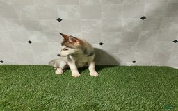 Siberian Husky dogs for sale: Lady - Image 7