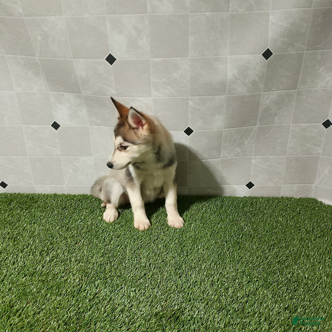 Siberian Husky dogs for sale: Lady - Image 7