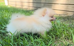 Pomeranian dogs for sale: Finn - Image 3