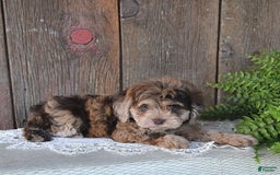 Havapoo dogs for sale: Wren - Image 10