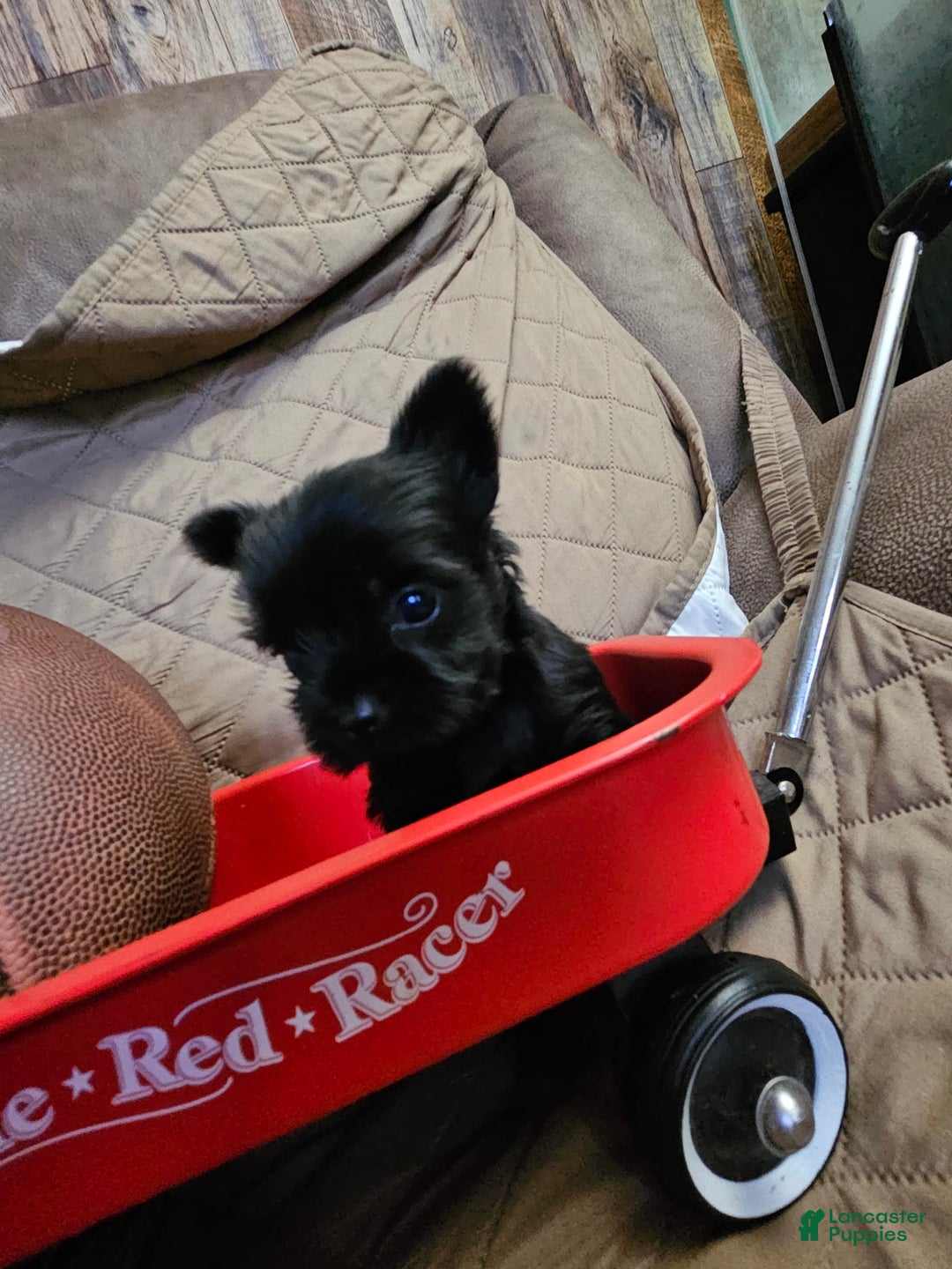 Yorkshire Terrier dogs for sale: Ziggy - Image 9
