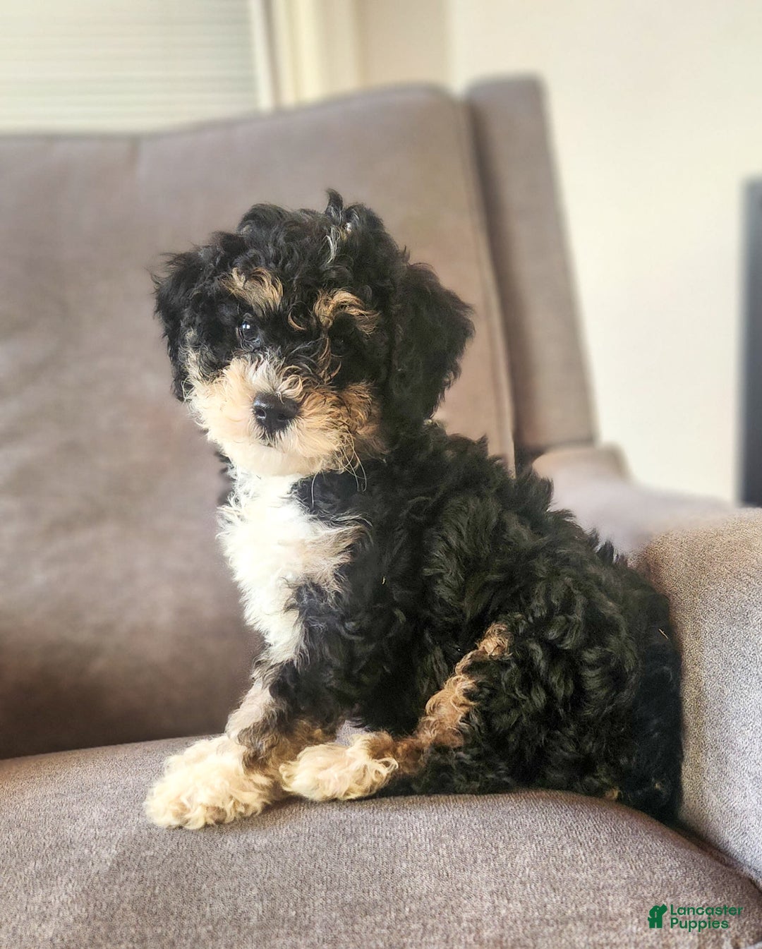 Mini Bernedoodle dogs for sale: Wilson - Image 5
