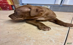 American Pit Bull Terrier dogs for sale: Boy - Image 1