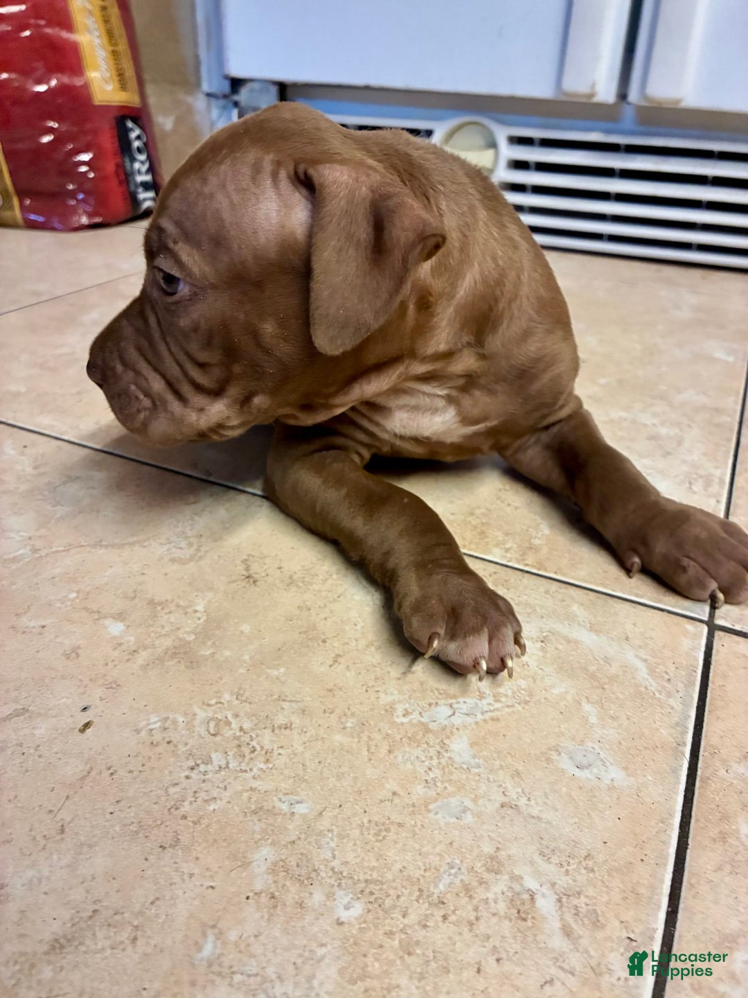 American Pit Bull Terrier dogs for sale: Boy - Image 1